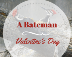 Lovebirds – The Amorous Life of Birds with Robert Bateman