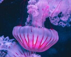 The Lives of Jellyfish