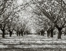 Pale Almond Blossoms