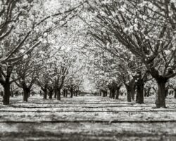 Pale Almond Blossoms