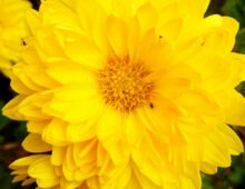 Chrysanthemum