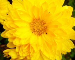 Chrysanthemum